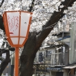 高瀬川　桜と灯篭1