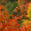 京都愛宕「月輪寺」秋の風景④山もみじ