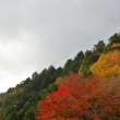 京都愛宕「月輪寺」秋の風景⑤山紅葉