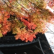 仁和寺の二王門と紅葉