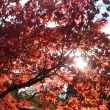 秋晴れの下 真っ赤な紅葉