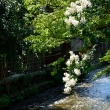 辰巳橋、夏の涼花