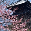 春風の護国寺