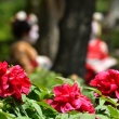 祇園の花飾り