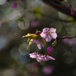 陽春の早咲き桜