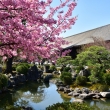 観音堂の早咲き桜
