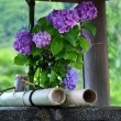 浄めの紫花