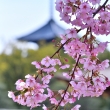 大師の早咲き桜
