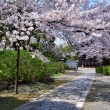 琳派の桜道
