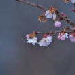 冬咲きの小桜
