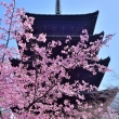護国寺の桜便り