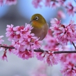 小鳥たちの桜祈願