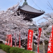 寺之内の桜絵図