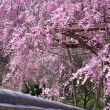 伽藍の桜絵