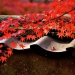 深秋の彩