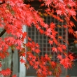 深紅の葉飾り