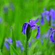 皐月の紫花