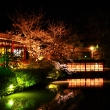 御池の夜桜