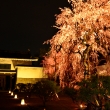 宵に咲く桜