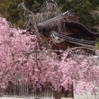 神護寺桜Ⅱ