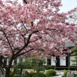 三十三間堂に咲く一足早い桜
