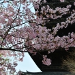 塔と満開の河津桜