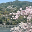 渡月橋と点在する山桜