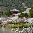 桜の時期の心経宝塔