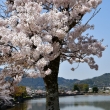 広沢の池　桜