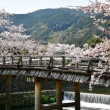 桜咲く中ノ島橋