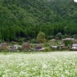 美山　蕎麦の花