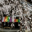 五色幕と枝垂れ桜