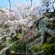 狛犬が見上げる枝垂れ桜