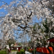 車折神社の渓山桜