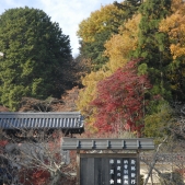 光明寺の総門付近の紅葉