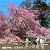 京都の桜2024