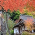 京都紅葉めぐり～大原界隈を巡る～