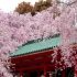 京都で待ってるから、春、桜色の京都