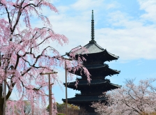 京の四大五重塔めぐり