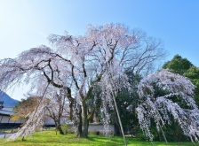 南東エリアで桜を愛でる　大石神社〜醍醐寺界隈