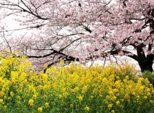 山科エリアで桜を愛でる