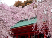 歩いて回ろう　桜散策　蹴上・平安神宮界隈