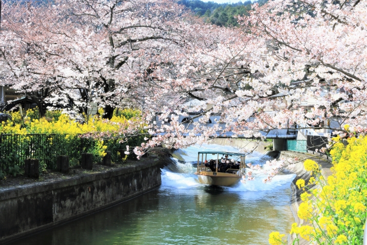 【京都の桜の名所】山科エリアで桜を愛でる  メインイメージ
