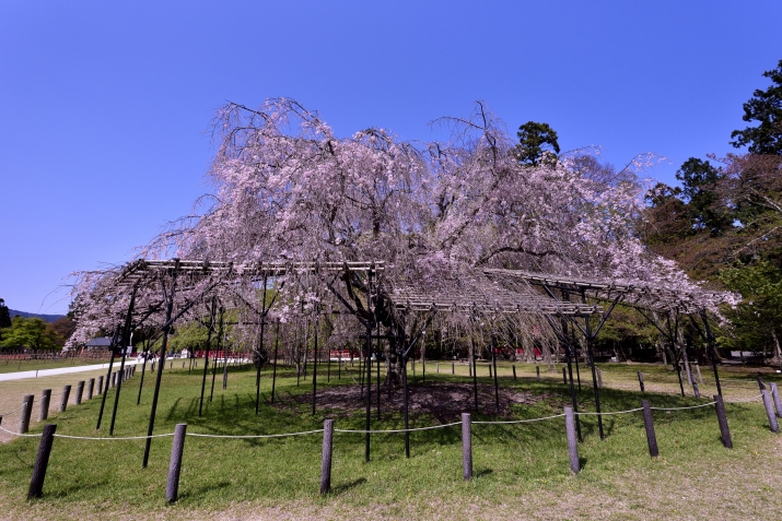 宝が池、植物園〜上賀茂神社散策コース メインイメージ
