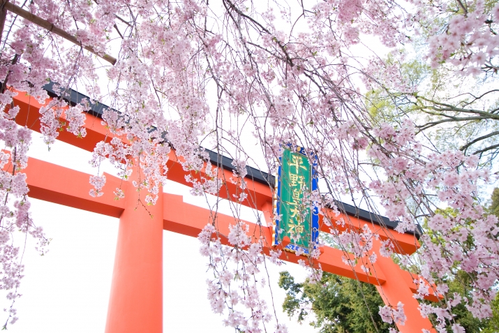 【京都の桜の名所】平野神社で桜を愛でる メインイメージ