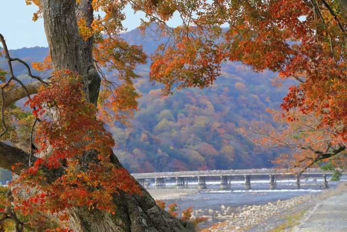 京都の紅葉～歩いて回ろう 京都・嵐山の自然と庭園めぐり～ メインイメージ
