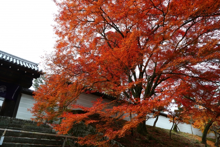 京都の紅葉～ 一乗寺・修学院界隈～ メインイメージ