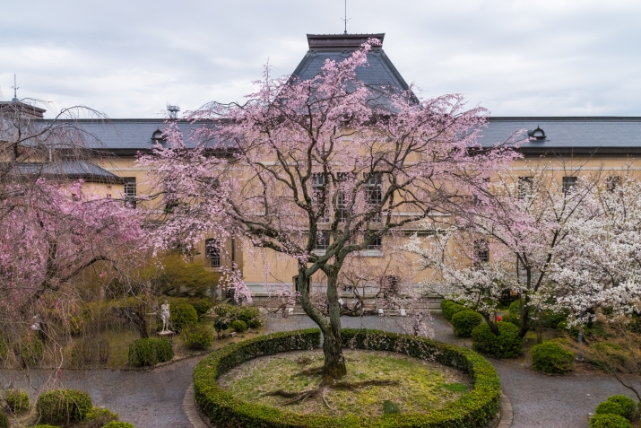 京都府庁旧本館のお花見は二度美味しい？ メインイメージ