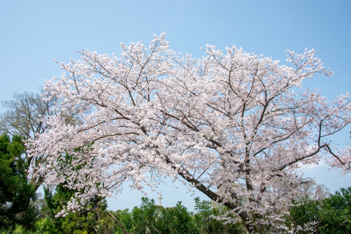 【京都の桜の名所】京都府立植物園～半木の道  メインイメージ