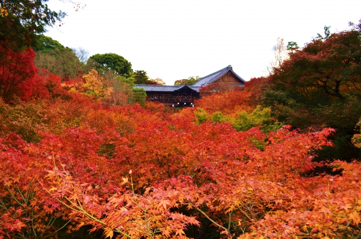 京都の紅葉 ～東福寺・泉涌寺界隈～ メインイメージ